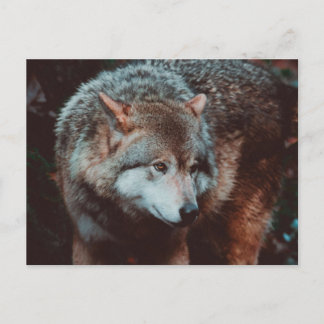 Grauer Wolf, der in den Wald schaut Postkarte