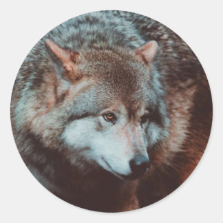 Grauer Wolf, der in den Wald schaut Runder Aufkleber