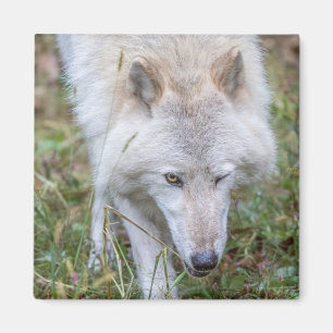 Grauer Wolf, der in Richtung zur Kamera blinzelt Magnet