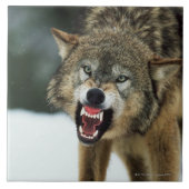 Grauer Wolf der Verwirrung Fliese (Vorderseite)