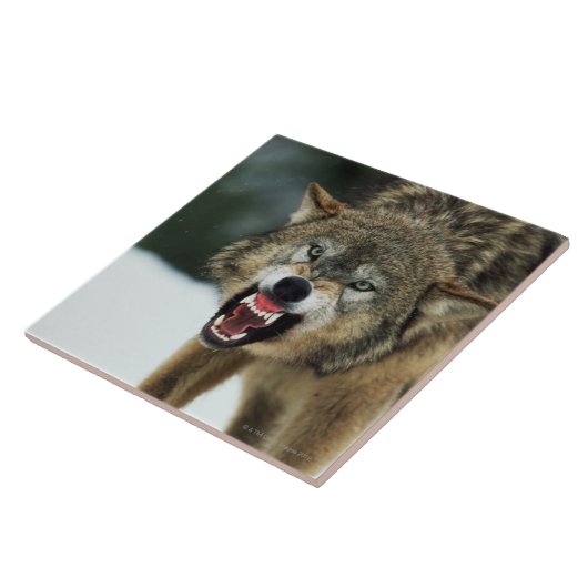 Grauer Wolf der Verwirrung Fliese (Seite)