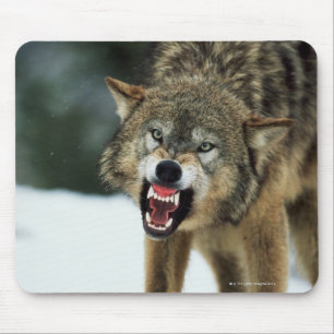 Grauer Wolf der Verwirrung Mousepad