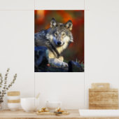Grauer Wolf, Digitale Fotografie gefährdeter Arten Poster (Küche)
