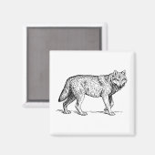 Grauer Wolf Elegante Tinte Zeichnend Magnet (Vorderseite/Rückseite)