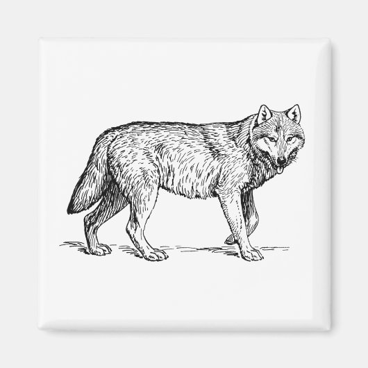 Grauer Wolf Elegante Tinte Zeichnend Magnet (Vorne)
