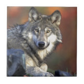 Grauer Wolf Fliese (Vorderseite)