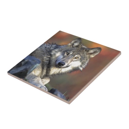 Grauer Wolf Fliese (Seite)