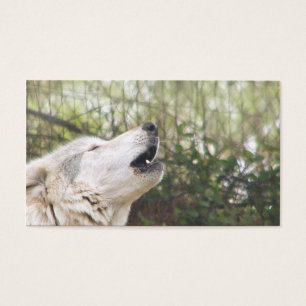 Grauer Wolf Heulens