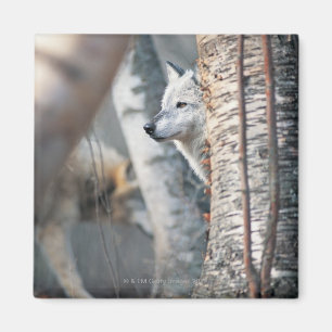 Grauer Wolf hinter Baum Magnet
