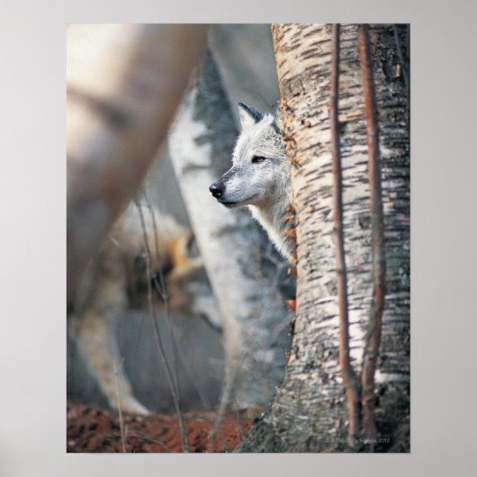 Grauer Wolf hinter Baum Poster (Vorne)