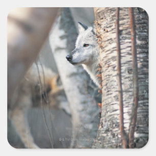 Grauer Wolf hinter Baum Quadratischer Aufkleber