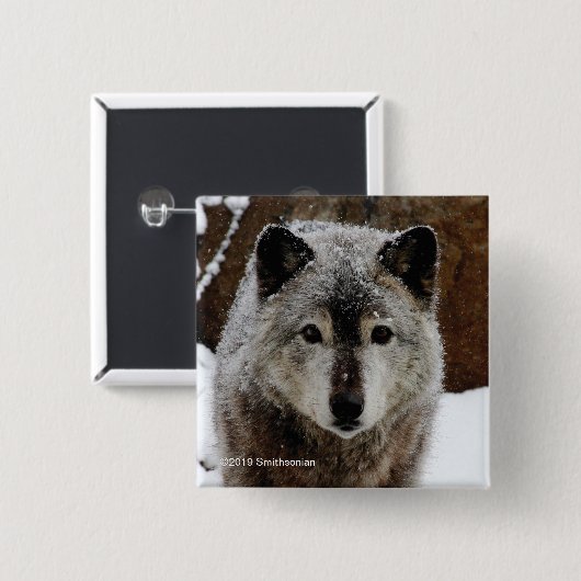 Grauer Wolf im Schnee Button (Vorne & Hinten)