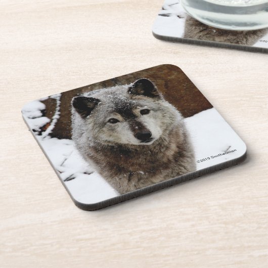 Grauer Wolf im Schnee Getränkeuntersetzer (Linke Seite)