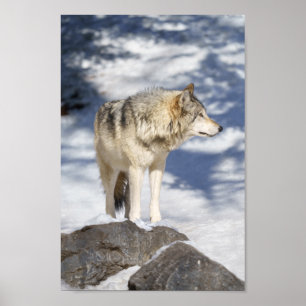 Grauer Wolf im Schnee Poster