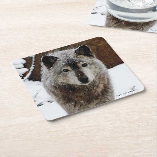 Grauer Wolf im Schnee Rechteckiger Pappuntersetzer (angewinkelt)