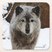 Grauer Wolf im Schnee Rechteckiger Pappuntersetzer (Vorderseite)