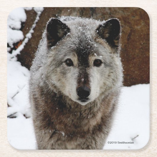 Grauer Wolf im Schnee Rechteckiger Pappuntersetzer (Vorderseite)