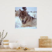 Grauer Wolf im Winter Poster (Küche)