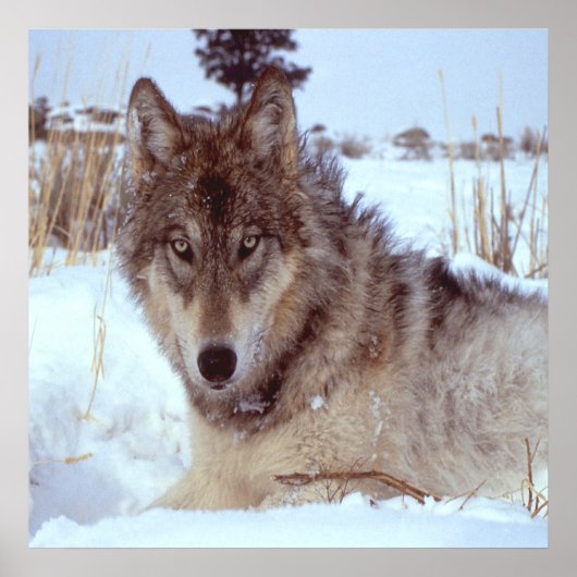 Grauer Wolf im Winter Poster (Vorne)