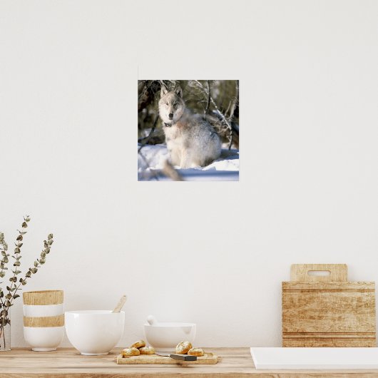 Grauer Wolf im Winterposter Poster (Küche)
