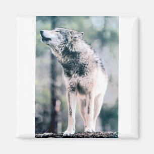 Grauer Wolf in großartigem Teton Nationalpark Magnet