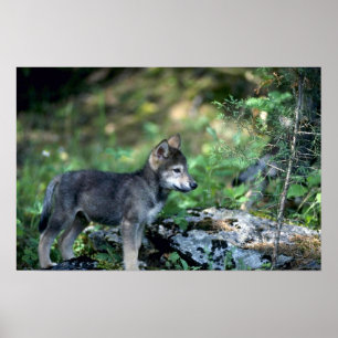 Grauer Wolf-kleiner Welpe im grünen Holz Poster