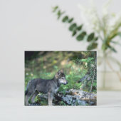 Grauer Wolf-Kleinkind in grünen Wäldern Postkarte (Stehend Vorderseite)