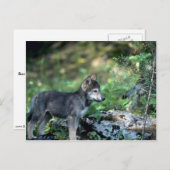 Grauer Wolf-Kleinkind in grünen Wäldern Postkarte (Vorne/Hinten)