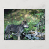 Grauer Wolf-Kleinkind in grünen Wäldern Postkarte (Vorderseite)