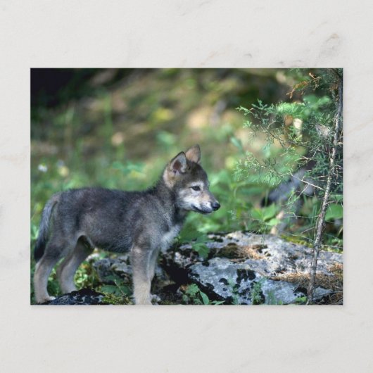 Grauer Wolf-Kleinkind in grünen Wäldern Postkarte (Vorderseite)