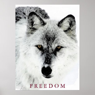 Grauer Wolf Motivierend Freedom Poster Print