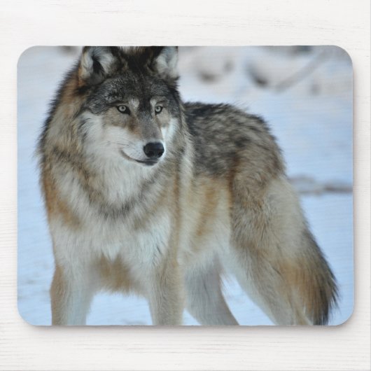 Grauer Wolf Mousepad (Vorne)