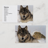 Grauer Wolf oder Timberwolf, die in den Schnee Visitenkarte (Vorne/Hinten)