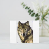 Grauer Wolf Postkarte (Stehend Vorderseite)