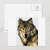 Grauer Wolf Postkarte (Vorne/Hinten)