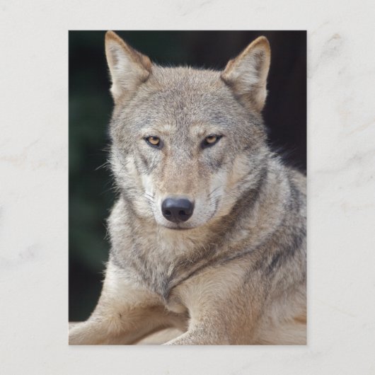 Grauer Wolf Postkarte (Vorderseite)