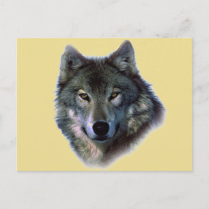 Grauer Wolf Postkarte