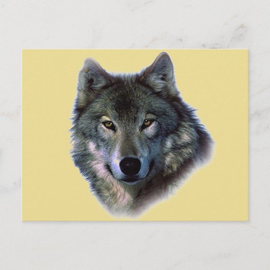 Grauer Wolf Postkarte (Vorderseite)