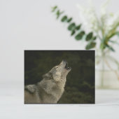 Grauer Wolf Postkarte (Stehend Vorderseite)
