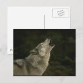 Grauer Wolf Postkarte (Vorne/Hinten)
