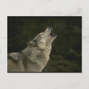 Grauer Wolf Postkarte