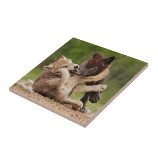 Grauer Wolf Pups Wrestling Fliese (Seite)