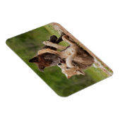 Grauer Wolf Pups Wrestling Magnet (Rechte Seite)