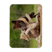 Grauer Wolf Pups Wrestling Magnet (Vertikal)
