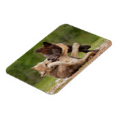 Grauer Wolf Pups Wrestling Magnet (Linke Seite)