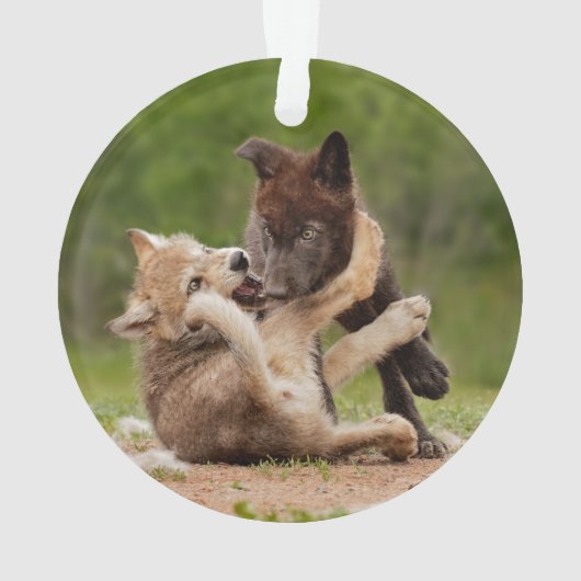 Grauer Wolf Pups Wrestling Ornament (Rückseite)