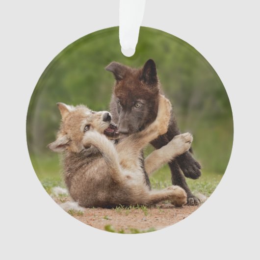 Grauer Wolf Pups Wrestling Ornament (Vorderseite)