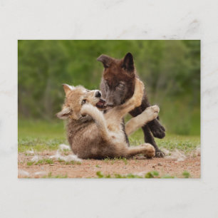Grauer Wolf Pups Wrestling Postkarte