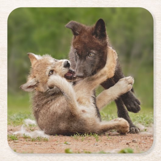 Grauer Wolf Pups Wrestling Rechteckiger Pappuntersetzer (Vorderseite)