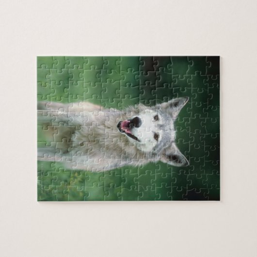 Grauer Wolf Puzzle (Horizontal)